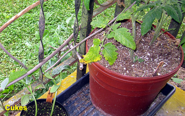 Garden20230604_7025_porchTomato_pot_600.jpg