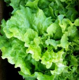 BlackSeededSimpsonLettuce.JPG