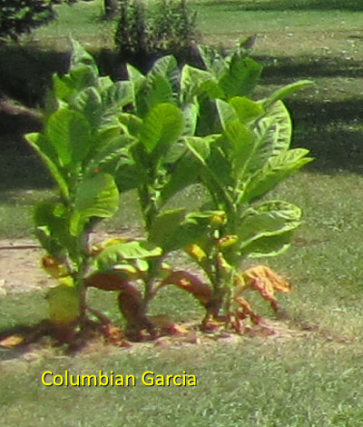Garden20160907_2277_ColumbianGarcia_400.jpg