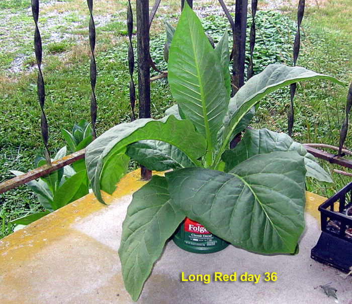 Garden20260711_7803_LongRed_pot_da36_700.jpg