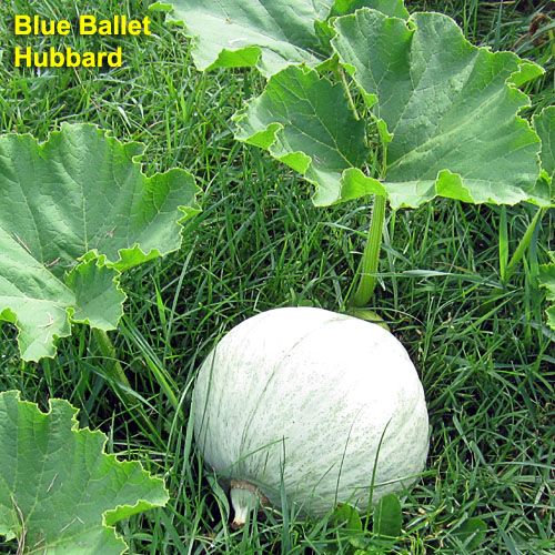 Garden20230715_7131_BlueBalletHubbard_500.jpg