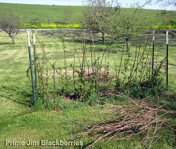 Garden20200429_5056_blackBerries_entire_600.jpg