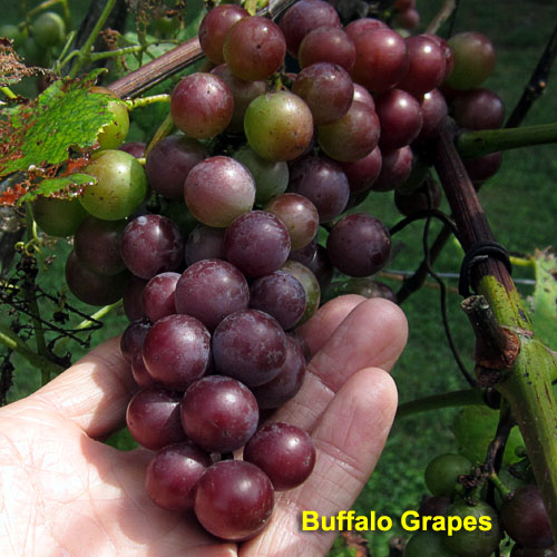 Garden20210822_6006_BuffaloGrapes_500.jpg