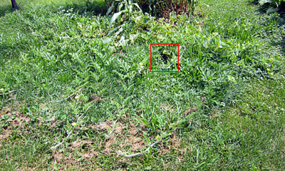 Garden20130718_793_watermelonPatch_400.jpg