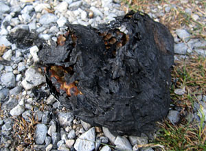 Garden20140725_1376_HornetNest_burned_300.jpg