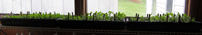Garden20170416_2560_seedlingTrays1_2_3_700.jpg