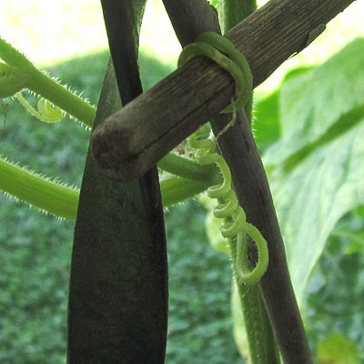Garden20230714_7112_cukeClimbingCareer02_400.jpg