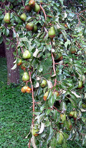 Garden20220726_6590_MoonglowPears_300.jpg