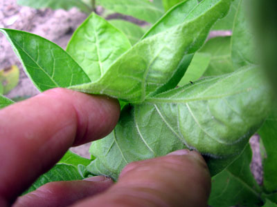 Garden20150719_1916_GRIN_unk10_twin_leafStem_400.jpg