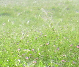 Garden20130901_944_sunriseSpiderWebs_distant_300.jpg