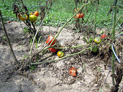Garden20140729_1384_bunnyTomatoSchool_400.jpg