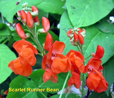 Garden20130810_891_ScarletRunner_blossom_400.jpg