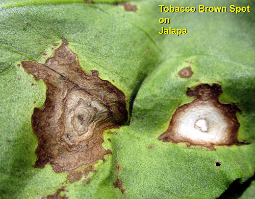 Garden20130705_744_brownSpot_Jalapa_closeup_500.jpg