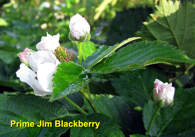 Garden20130810_885_Blackberry_blossom_400.jpg
