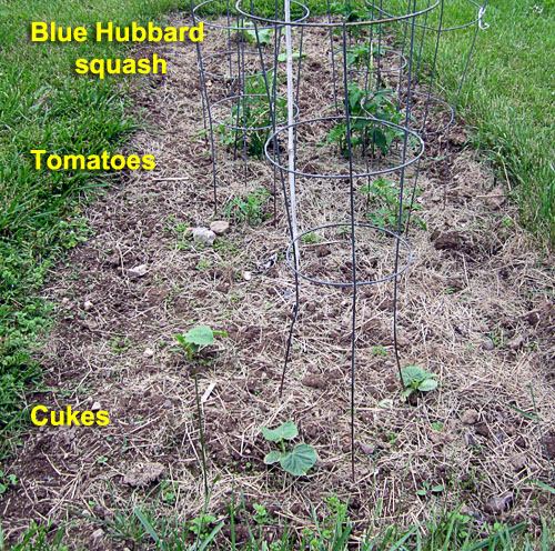 Garden20230531_7014_SquashTomatoCuke_bed_500.jpg