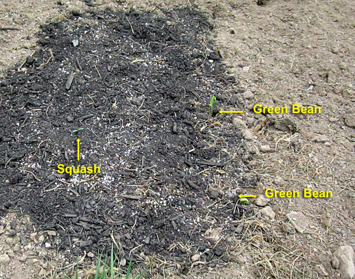 Garden20260609_7772_Squash_GreenBeans_700.jpg