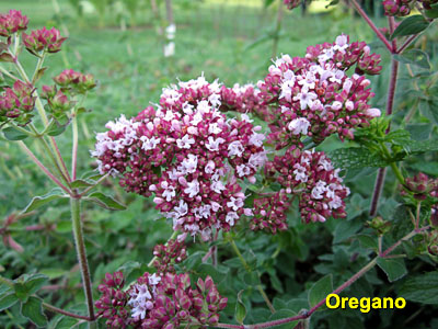 Garden20130810_879_Oregano_blossoms_400.jpg