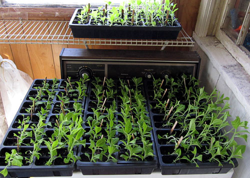 Garden20170427_2572_seedlings_familyPortrait_500.jpg