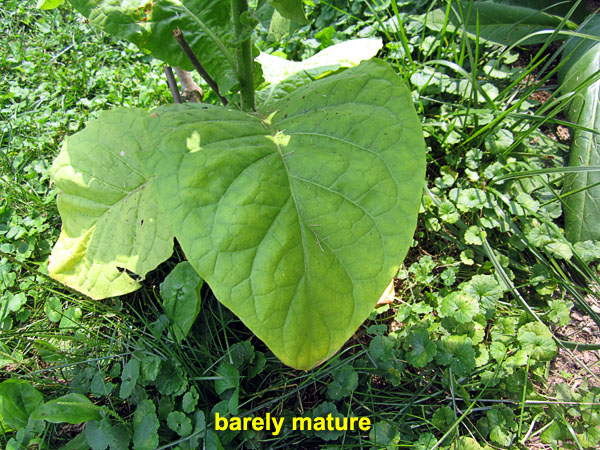 Garden20210721_5887_RipeOMeter_barelyMature_600.jpg