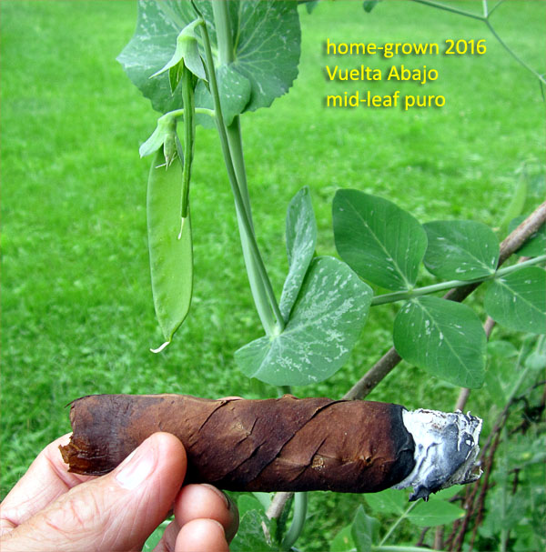 Garden20180602_3590_cigar_VueltaAbajo_600.jpg