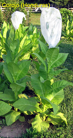 Garden20170717_2868_CorojoHonduras_plants_300.jpg