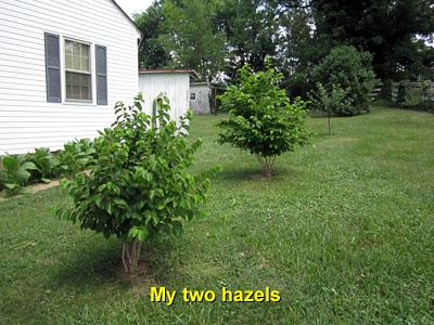 Garden20140628_1290_hazel_mine_400.jpg