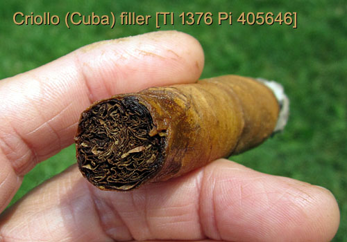 Garden20150806_1985_cigar_Criollo_CUBA_filler_head_500.jpg