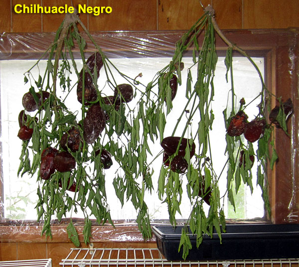 Garden20230917_7252_ChilhuacleNegro_hangingInPorch_600.jpg