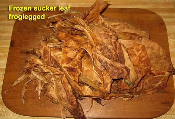 Garden20211112_6112_frozenSuckerLeaf_froglegged_600.jpg