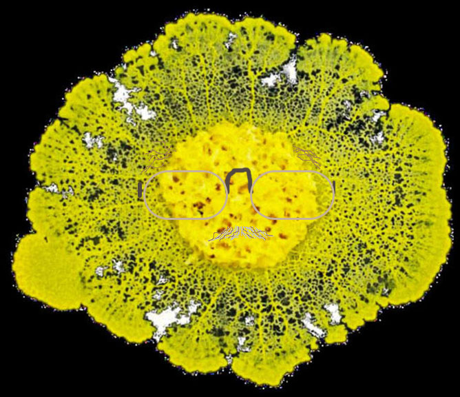 Blob_theSlimeMold.jpg