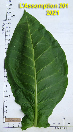 Garden20210805_5955_LAssomption201_leafSize_300.jpg