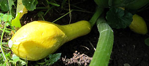 Garden20130622_696_YellowCrookneckSquash_300.jpg
