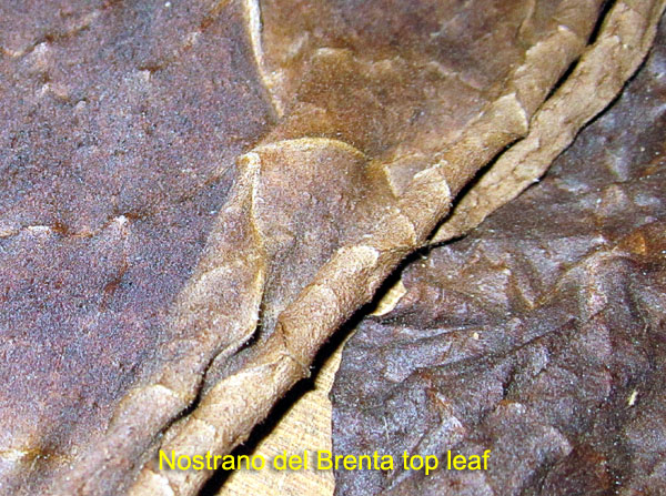 Garden20170922_3097_NostranoDelBrenta_topLeaf_closeup_600.jpg
