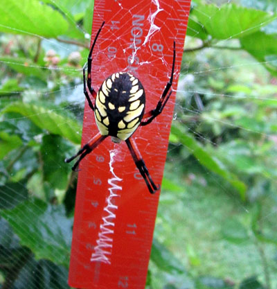 Garden20130828_941_BandYGardenSpider_ruler_400.jpg
