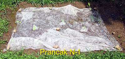 Garden20170525_2654_PrancakN1_bed_rain_400.jpg