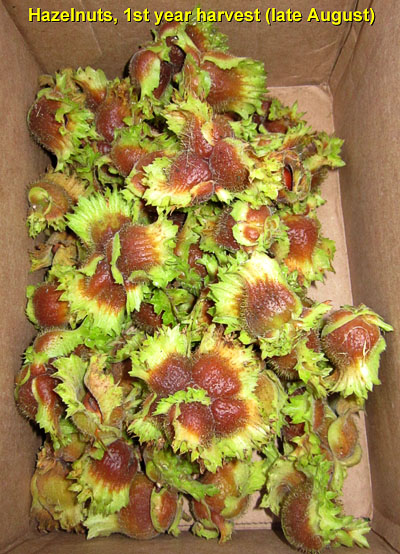 Garden20140823_1478_hazelnut_1stHarvest_400.jpg