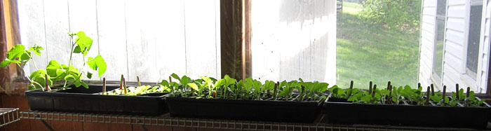Garden20230413_6925_seedlingTrays_onPorch02_700.jpg