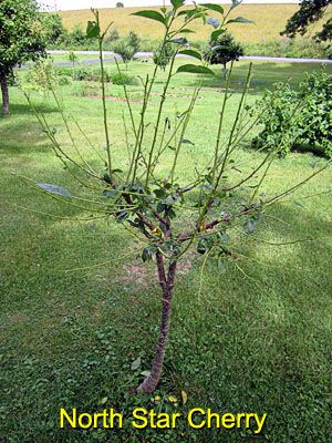 Garden20150618_1835_NorthStarCherry_stripped_300.jpg