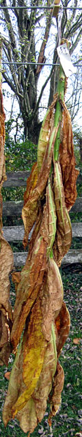 Garden20141020_1610_Prilep_sunCuringOnStalk_120.jpg