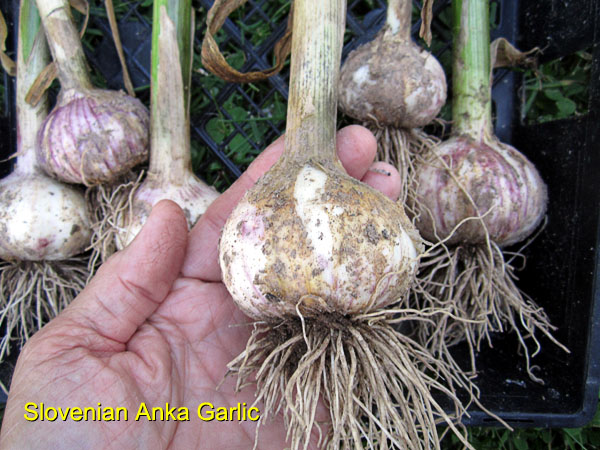 Garden20170629_2763_SlovenianAnkaGarlic_heads_600.jpg