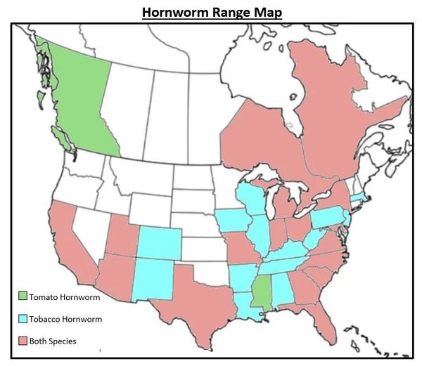 hornworm-rangemap.jpg