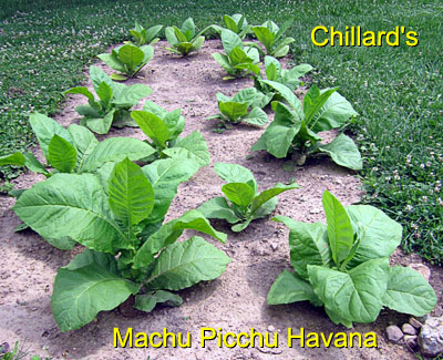 Garden20150630_1861_MachuPicchu_bed_400.jpg