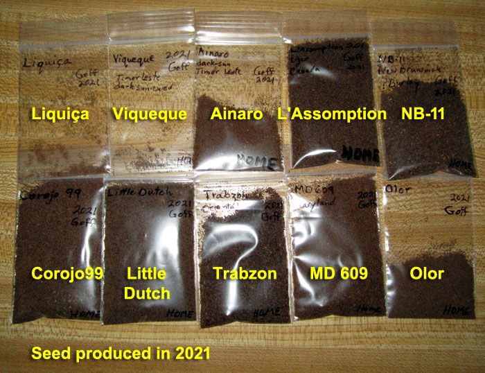 Garden20220111_6171_TobaccoSeedSaved_700.jpg