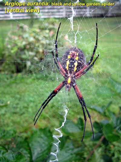 Garden20130828_942_BandYGardenSpider_ventral_400.jpg
