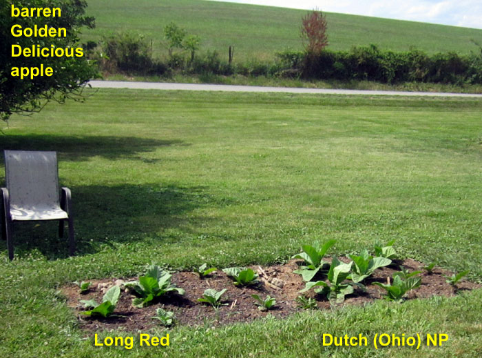 Garden20260625_7790_LongRed_DutchOhio_bed_sideView_700.jpg