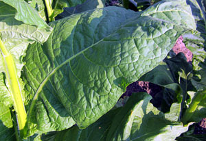 Garden20120704_295_CtShade_SunGrown2_300.jpg