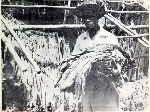 DominicanTobaccoGrower.JPG