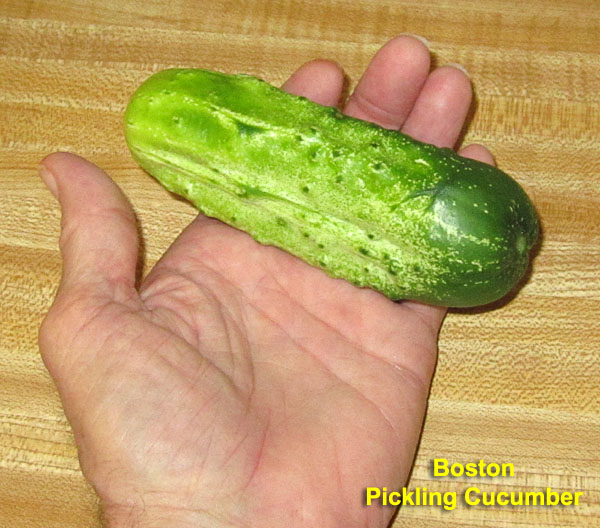 Garden20230708_7097_BostonPicklingCuke_fullyGrown_600.jpg
