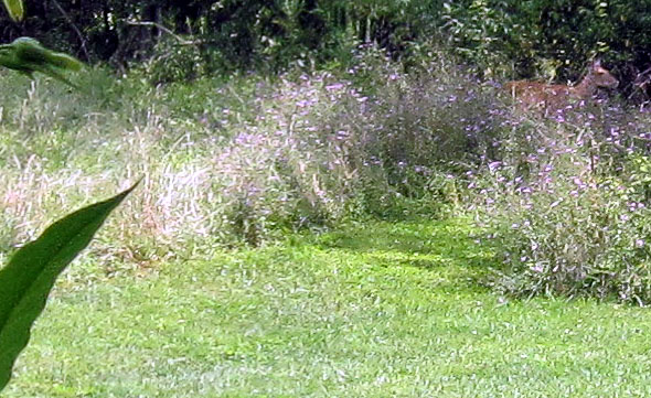Garden20240824_7453_porchCorner_Deer_closeup_590.jpg