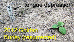 Garden20150623_1848_GoldenBurley2012_resurrected_300.jpg